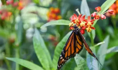 Frederik Meijer Gardens