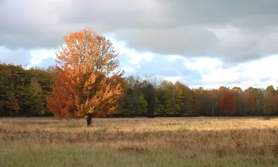 Fall Foliage in Michigan